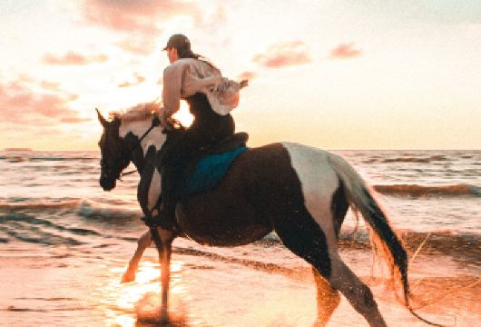 普吉国际马术俱乐部半日游 拉古娜骑马喂马 海边日落初学者体验【沙滩骑马初体验】