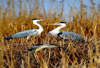 【冬游宁夏】沙湖门票+破冰游船暖锅半日游【私家团】【含门票 破冰游船限定暖锅+围炉煮茶二选一】
