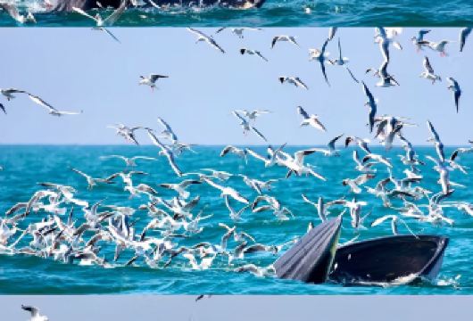 基督城往返|凯库拉观鲸游船+国际南极中心+不拼团包车1日游【乘坐凯库拉观鲸船让您在一年四季的自然环境中近距离观赏巨型抹香鲸】