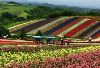 日本旭山动物园-美瑛神社-四季彩之丘【北海道中文专车】【中文专车出行，景点灵活调整，打卡经典，游玩自己定义，无需等待，专属贴心服务，尽享惬意旅程】