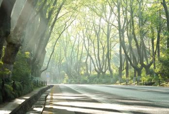 牛首山+侵华日军南京大屠杀遇难同胞纪念馆+中山陵+梧桐大道【[品质保障]景点参观时间您定、时间更自由、行程更透明、无购物、无自费、无暗店，拒绝任何旅游陷阱。】