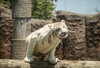 杭州野生动物园一日游【让孩子更多的学习有关动物的知识，扩大眼界!】