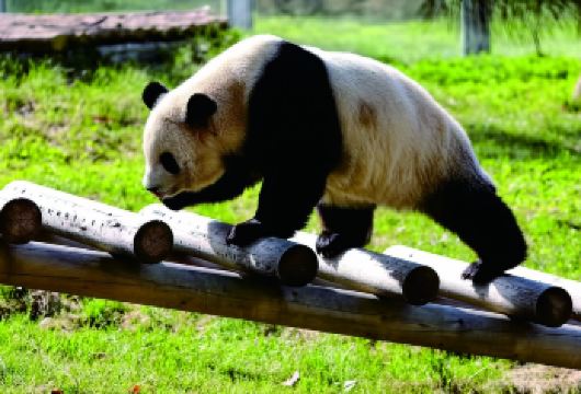 大慈恩寺+大雁塔+书院门步行街+秦岭野生动物园一日【私家团】【私家小团丨小众玩法丨纯玩无购丨独立包车丨行程可调丨随停随走丨时间自由丨上门接送】