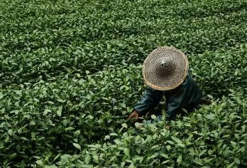 从上海出发，杭州西湖游船之旅，灵隐寺、梅家坞茶园及梅家坞茶园。【梅家坞茶园文化之旅，采茶、品茶、登山。 乘坐游船环湖游览西湖，体验**美景！（联合国教科文组织世界遗产） 灵隐寺1700年文化之旅，含当地午餐。】