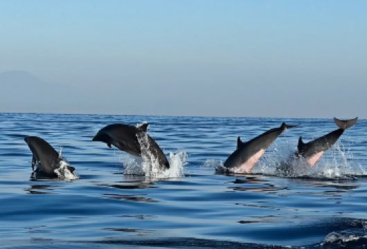 巴厘岛罗威纳追海豚一日游【专车/包船/浮潜/海钓】【精选老司机，贴心负责，安全可靠！】