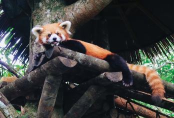 普洱太阳河森林公园+普洱茶马古道遗址公园一日游【接送+门电】【[尊享定制团]一对一服务，专车司机用车服务，酒店上门接送，纯玩行程，随心出发，懒人玩法！】