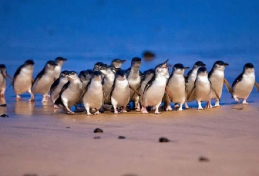 【精品小团|天天发团】墨尔本普芬比利蒸汽火车+菲利普岛一日游【小火车企鹅线路非常火爆，下单前请联系客服确认位子】