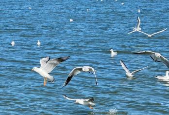 抚仙湖纯玩 1 日：逛禄充景区 + 尝铜锅鱼+专业导游讲解【1.打卡红沙滩、月亮湾，登笔架山赏 “琉璃万顷”，纯玩无购，解锁湖光秘境。】