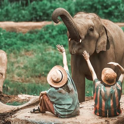 普吉岛泰萌大象保护营一日游 泥浆SPA公益象园 全岛接送