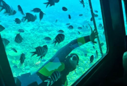 埃及红海出海 玻璃船出海2小时 浮潜珊瑚鱼群【[醉美红海]红海是世界三大海滨胜地之一，欧洲的后花园】