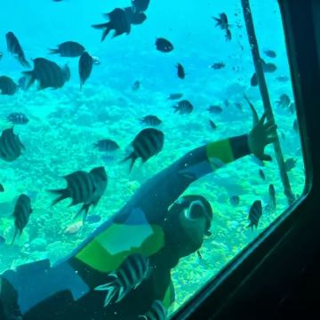 埃及红海出海 玻璃船出海2小时 浮潜珊瑚鱼群