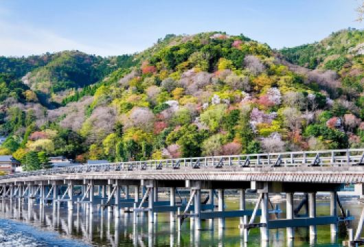 【大阪】奈良公园+东大寺+伏见稻荷大社+清水寺+花见小路一日【与奈良公园极富灵性的鹿群互动，亲身体验喂食乐趣】