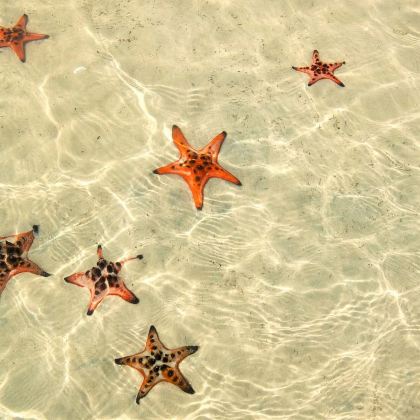 富国岛Rach Vem渔村与海星王国之旅（含海鲜午餐）