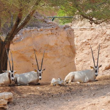 阿布扎比往返 前往沙漠中的绿洲 艾因中文包车一日游