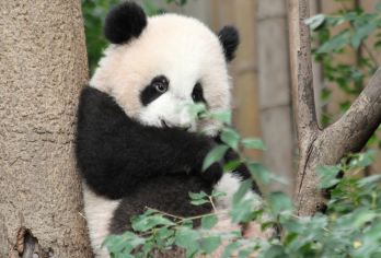 熊猫谷+映秀震中遗址一日活动【2-6人精品小团/三环内包接送】【[品质旅行]不进店不购物，无强制消费行程透明】