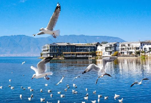 大理环洱海包车一日游+1单1团+5座/7座/9座可选+上门接【360°全景环游洱海 、双廊、喜洲、理想邦】