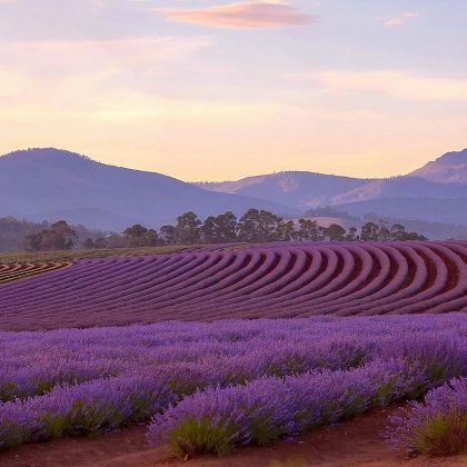 塔斯马尼亚朗塞斯顿一日游【卡德奈特+薰衣草庄园/湿地公园】