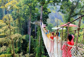 西双版纳望天树一日游【挑战空中树冠走廊+领略热带雨林奇观】【[品质保障]保证纯玩无购物，让您安心玩，放心嗨。】