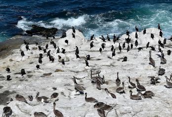 美国洛杉矶-圣地亚哥-中途岛号博物馆【中文包车自由行】【中文专车出行，行程自己定义，无需等待，专属贴心服务，尽享惬意旅程】