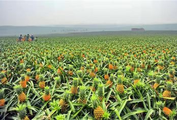 湛江中国大陆南极村+菠萝的海一日游【一单一团&上门接送】【[臻享品质]无套路无隐形消费，私密性高、灵活性高、一单一团，给您不一样的旅行体验！】