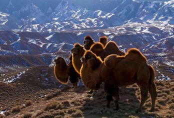 张掖马蹄寺文化旅游区+平山湖大峡谷一日游【上门接送】【无忧旅行轻装上阵】