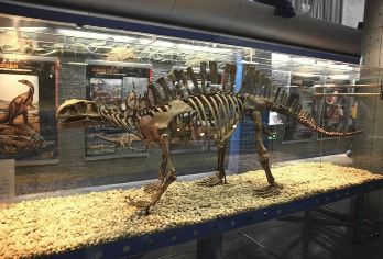 北京国家自然博物馆一日游【穿越亿万年的时光隧道，触摸恐龙鳞片的温度，聆听远古心跳的回响】