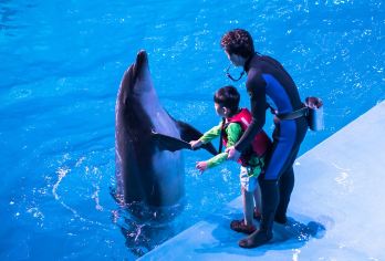 【18人小团】大连老虎滩海洋公园+滨海路+棒棰岛1日跟团游【[精华景点]畅游天然氧吧棒棰岛，5A级景区老虎滩海洋公园，与海洋极地动物亲密接触】