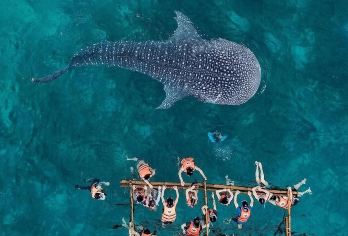宿务出发：奥斯洛布鲸鲨观赏+苏米龙岛浮潜一日游 | 往返接送【鲸鲨体验，近距离观察，可以浮潜与鲸鲨同游。】