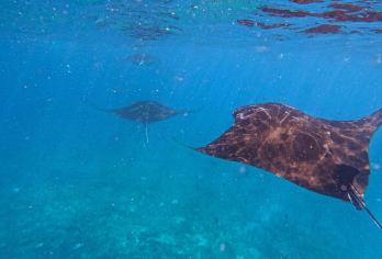 蓝梦岛和曼塔湾浮潜体验【加入我们，在美丽的努沙佩尼达岛和努沙蓝梦岛周围体验激动人心的浮潜之旅。 惊叹于广袤的珊瑚礁和各种各样的水生生物，例如海龟、海马等等！ 在努沙佩尼达岛的蝠鲼湾停留，您将有机会看到令人印象深刻的蝠鲼。】