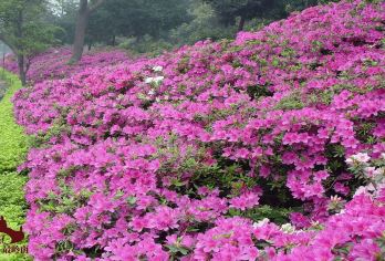 佛山西樵山风景名胜区一日游【青山绿水净氧之旅】【[公司出游]公司团队出游专属行程，独立成团VIP服务】