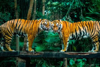 清远长隆森林王国&双人或三人早晚&畅玩一日游【清远长隆森林王国平日/年卡一日游】