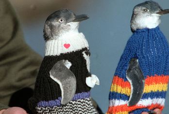 墨尔本菲利普岛+玛璐考拉动物公园一日游【彩虹小屋/企鹅归巢】【[随心选择]天天出发，40人内中团，五大集合点上车】