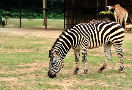 西安秦岭野生动物园+大慈恩寺+大雁塔+大唐芙蓉园一日【私家团【私家小团丨小众玩法丨纯玩无购丨独立包车丨行程可调丨随停随走丨时间自由丨上门接送】