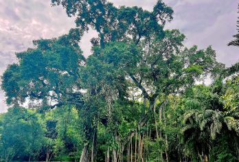 西双版纳独树成林景区+西双版纳茶马古道景区一日游【1单1团】【专业老司机带您轻松游版纳，朋友式概念，不走马观花，让旅行重回温度；】