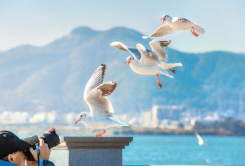 中国昆明昆明老街+海埂大坝+云南民族村一日游【专车服务+行程可调+酒店接送】