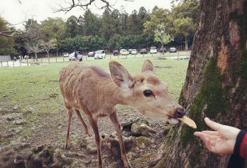 日本大阪+京都+ 奈良+东大寺一日游/行程可调-可定制多日【灌篮高手取景地-不拼团-中文专车-行程可调/自由-可定制多日游】