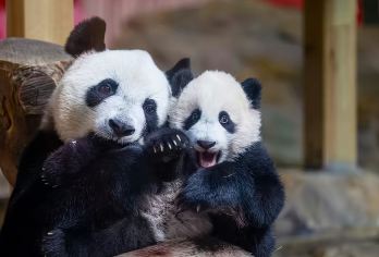 广州长隆野生动物世界+欢乐世界+飞鸟乐园+大马戏&畅玩一日游【探访500多种珍稀野生动物，国宝动物汇集。】