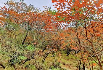 郑国渠旅游风景区一日游【观峡谷奇景/打卡彩红扶梯】含三环内接【可私人订制-2人预订-天天发团-当日往返-西安市三环内上门接送】
