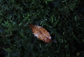 日本大阪往返-琉璃光院-三千院-贵船神社-红叶巡礼红叶季【专业行程定制，精选热门景点，高效游玩不走回头路，贴心服务保障，轻松】