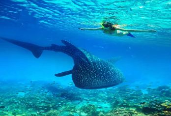 普吉岛出发：皮皮群岛+玛雅湾+鸡蛋岛 一日游|含上岛费【皮皮岛，国家保护岛屿，东南亚数一数二的殿堂级的浮潜海域，天堂般的美景】