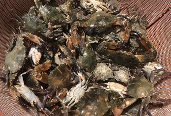 厦门小嶝岛赶海一日游【海鲜餐+拉蟹笼+下午茶+可选帆船】【[亲子游]滩涂赶海，地笼捕蟹，抓海星+抓螃蟹+抓跳跳鱼+挖海蛎】