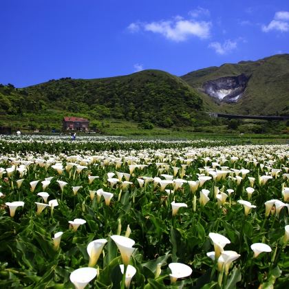 台北101、阳明山包车一日游 8 小时：客制化行程｜台北出发