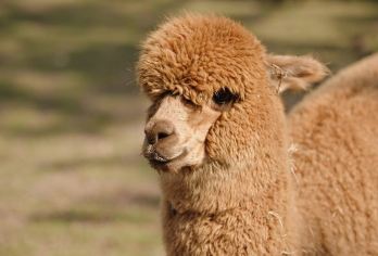 韩国 济州岛 东线 西南线 拼车一日游【济州岛 拼车之旅】