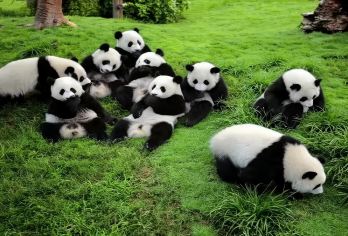 熊猫谷+都江堰一日游【都江堰全程下坡路/含门票/特别赠送】【[私家品质小团]出行人少不等待，专车贴心服务，只为带给你更好旅游体验】