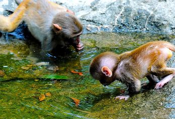 槟榔谷黎苗旅游区+猴岛公园一日游【门票+往返接送+跨海缆车】【[专属服务]一对一客服，24小时专属服务】