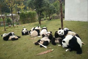 卧龙中华大熊猫苑神树坪基地一日游【卧龙福宝直通车 成都往返】【卧龙神树坪中华大熊猫苑景区直通车；一人一座，大小同价，当天往返】