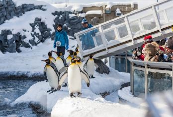 北海道一日游-旭山动物园&白须瀑布&青池&网红圣诞树小团可选【[多团型可选]可选9人精品小团，或常规大团】