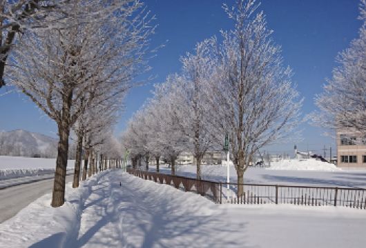 日本北海道大雪山国立公园-森林精灵阳台【北海道中文专车】【中文专车出行，景点灵活调整，打卡经典，游玩自己定义，无需等待，专属贴心服务，尽享惬意旅程】