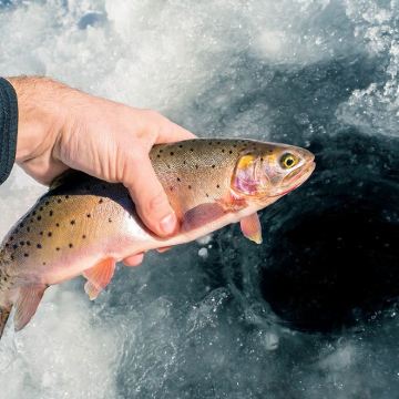 芬兰罗瓦涅米出发 拉普兰森林踏雪+冰上钓鱼+雪地烤鲑鱼半日游