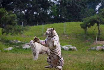 野生动物园◆VIP专车◆含小火车/笼网车◆探索奇妙◆亲子优选【[臻享品质]行程套餐清晰易懂，让贵宾选择更方便快捷，本社所有车型均为舒适商务车型，24H专业客服在线】